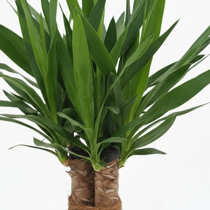 Yucca elephantipes ‘Tres Cañas’ — Ø19 cm — H70 cm - Verdeia