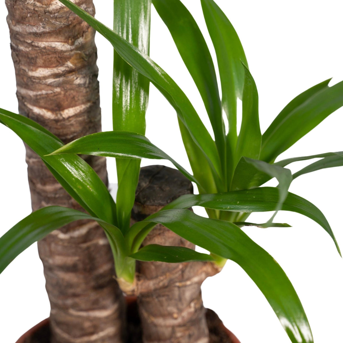 Yucca elephantipes – Yucca d’interior o Palmera d’Espanya - Verdeia - 2
