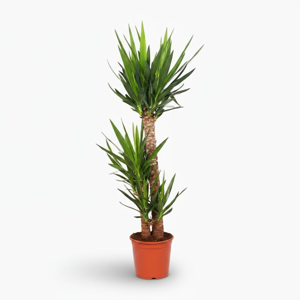 Yucca elephantipes – Yucca d’intérieur ou Palmier d’Espagne - Verdeia