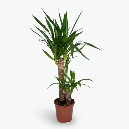 Yucca elephantipes – Yucca d’intérieur ou Palmier d’Espagne - Verdeia