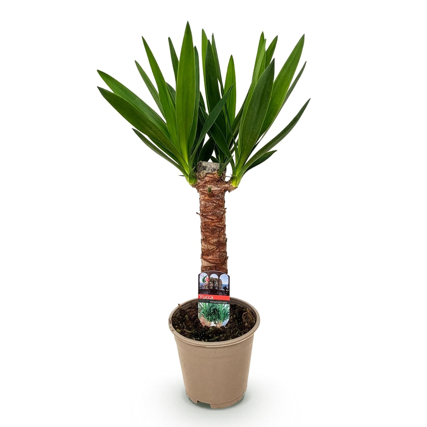 Yucca elephantipes (Yucca d&