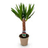 Yucca elephantipes (Yucca d&