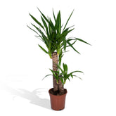 Yucca elephantipes (Yucca d&