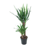 Yucca elephantipes (Yucca d&