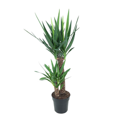 Yucca elephantipes (Yucca d&