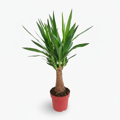 Yucca “Maya Tree” — Ø19 cm — H80 cm - Verdeia