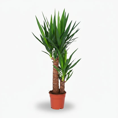 Yucca – Palmier de salon graphique et résistant - Verdeia