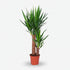 Yuca — Palmera de interior - Verdeia - 6