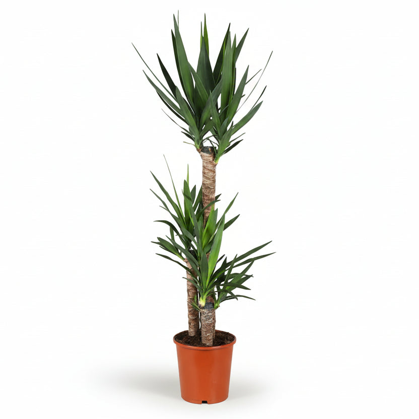 Yucca — Palmera d&