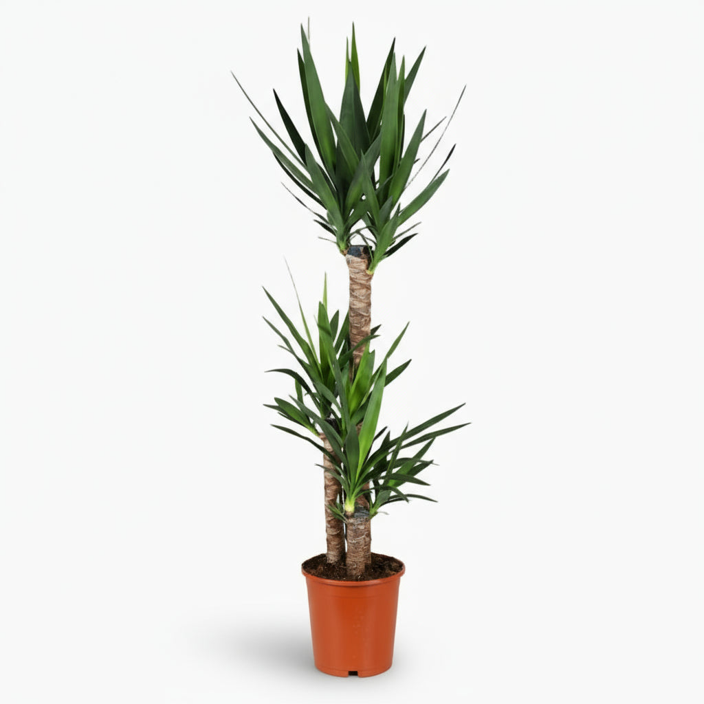 Yucca – Palmier de salon graphique et résistant - Verdeia