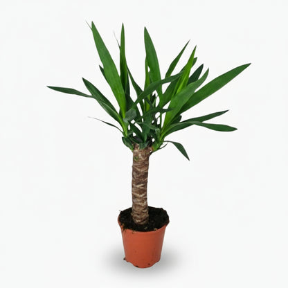 Yucca – Palmier de salon graphique et résistant - Verdeia