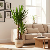 Yucca — Palmier de salon - Verdeia - 3