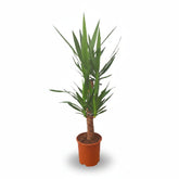 Yucca (Palmier de salon) - Verdeia - 8