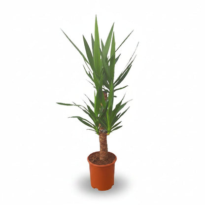 Yucca (Palmier de salon) - Verdeia - 8
