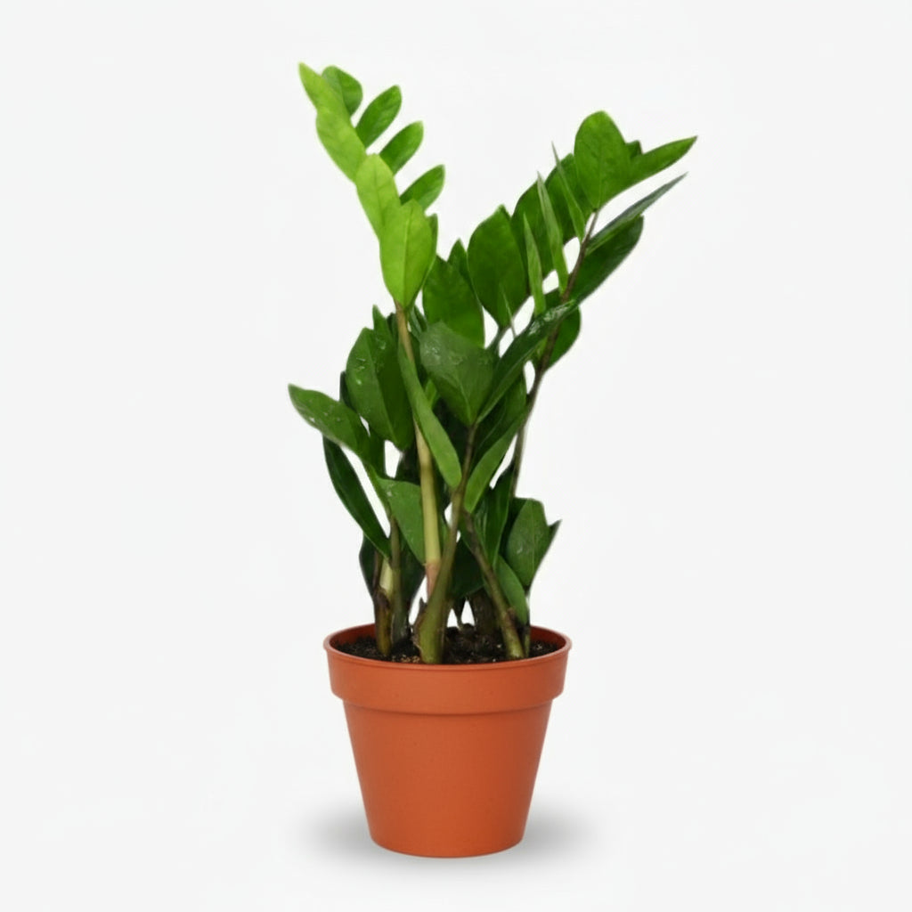 Pianta ZZ (Zamioculcas zamiifolia) in un vaso da coltivazione, con fogliame verde brillante e portamento eretto 1