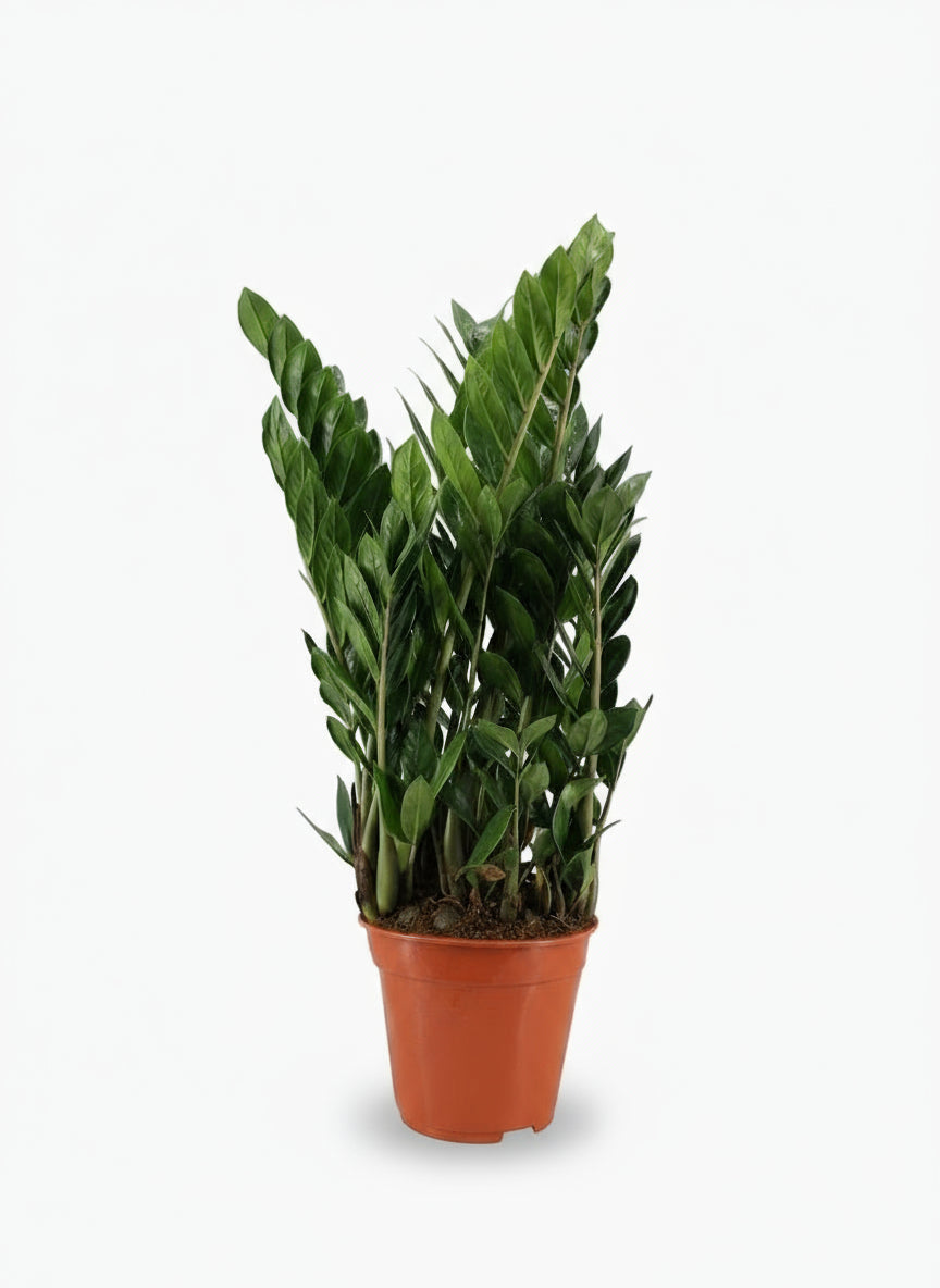 Pianta ZZ (Zamioculcas zamiifolia) in un vaso da coltivazione, fogliame verde brillante e portamento eretto 6