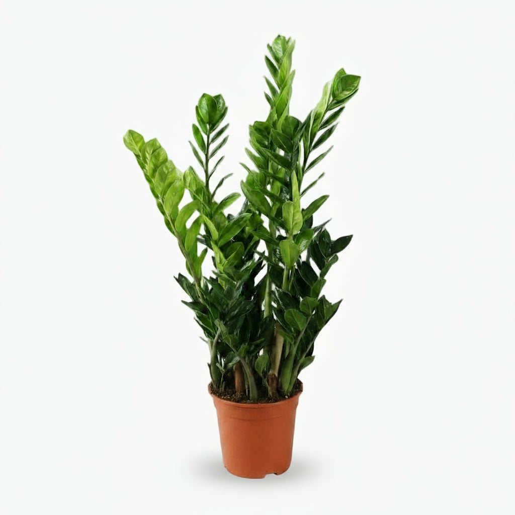Zamioculcas - Plante ZZ - Verdeia