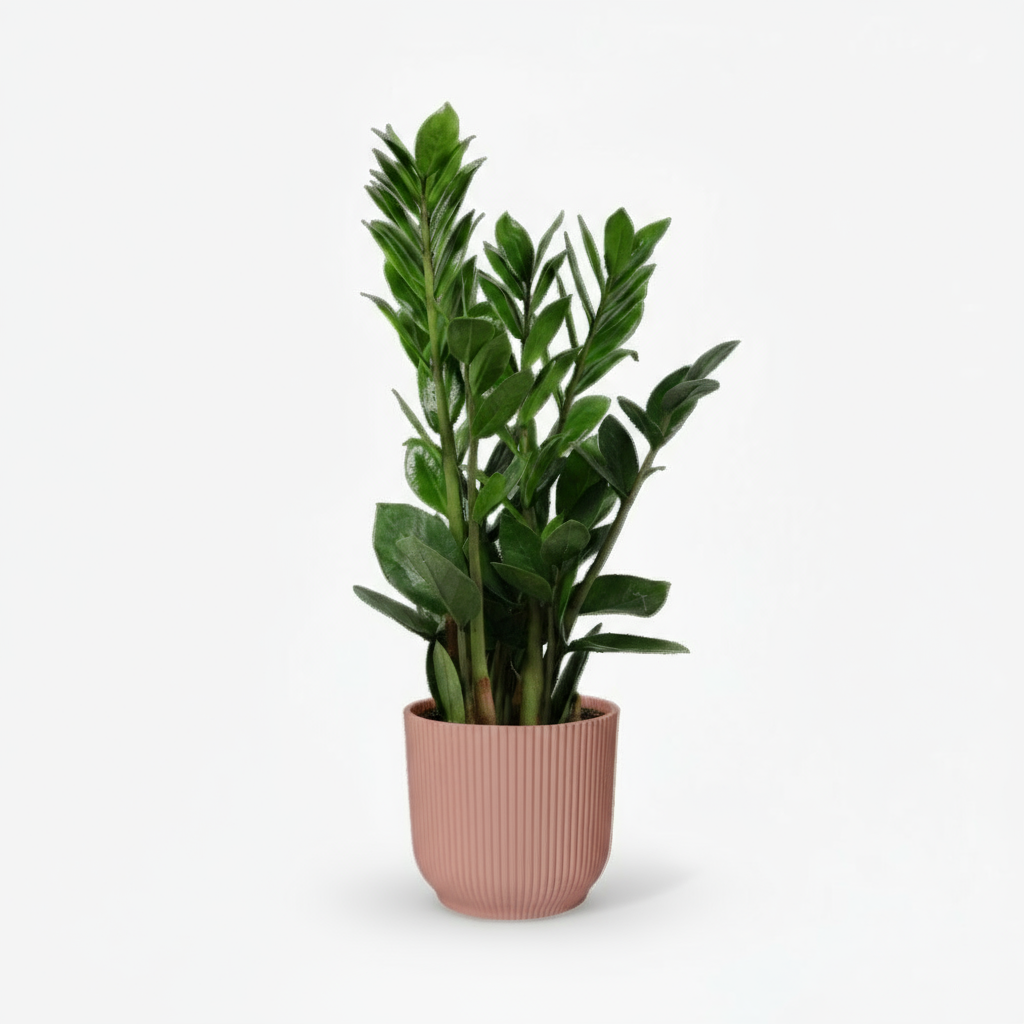 Zamioculcas - Plante ZZ - Verdeia