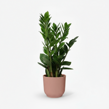 Zamioculcas - Plante ZZ - Verdeia