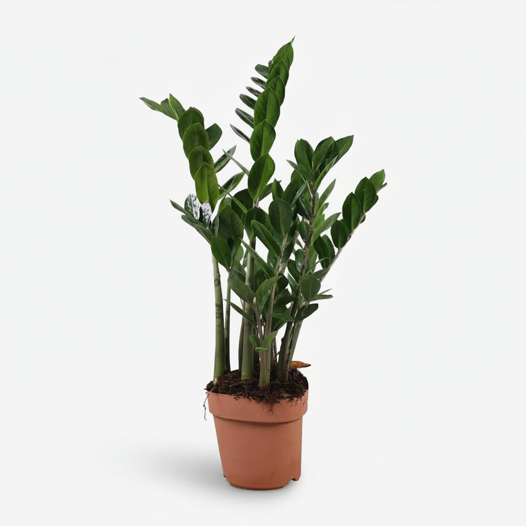 Planta ZZ (Zamioculcas zamiifolia) en una maceta de cultivo, follaje verde brillante y porte erguido 3
