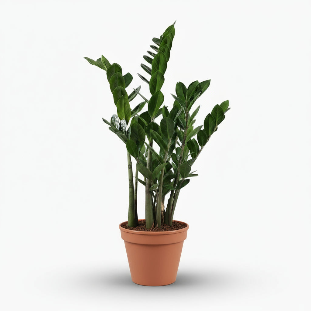 Zamioculcas - Plante ZZ - Verdeia