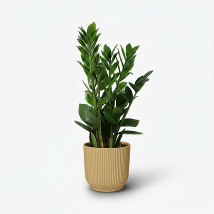 Zamioculcas - Plante ZZ - Verdeia