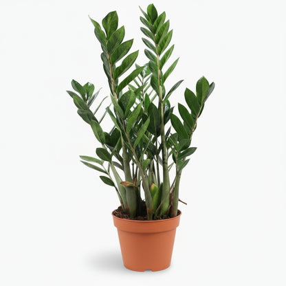 Zamioculcas - Plante ZZ - Verdeia