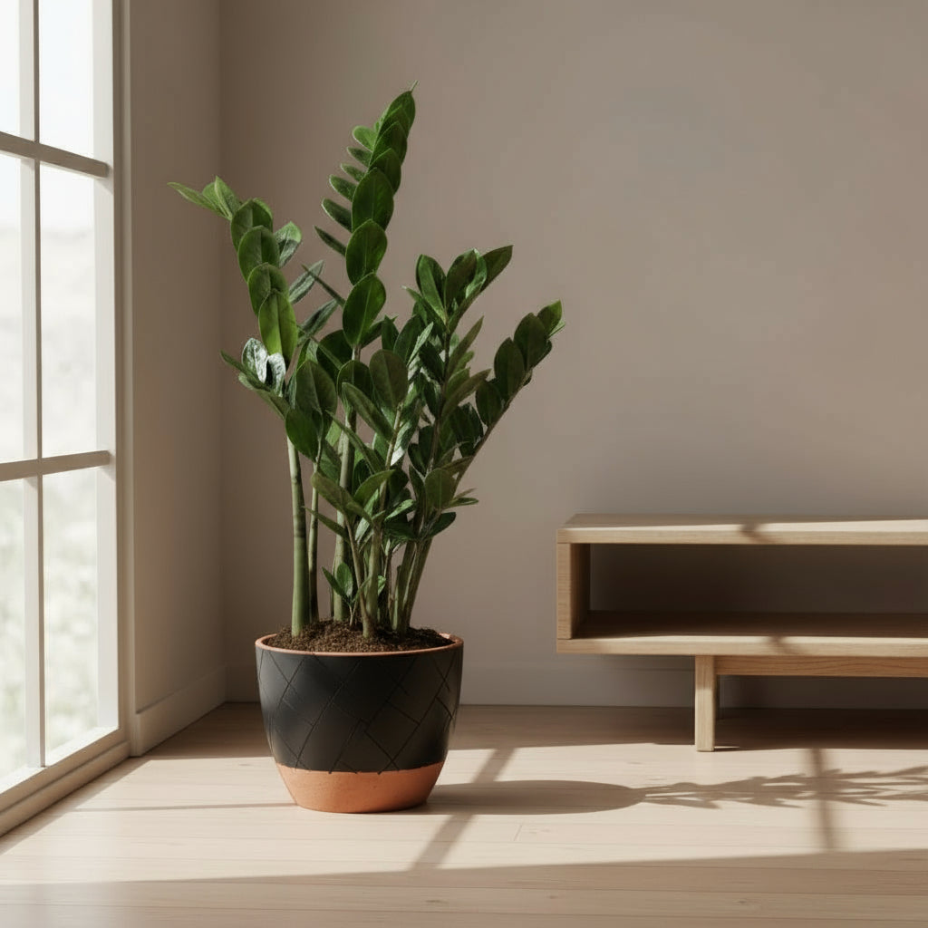 Pianta ZZ (Zamioculcas zamiifolia) da interno nel suo vaso nero e in terracotta. Vista frontale accanto a una finestra.