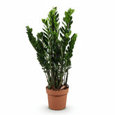 Zamioculcas zamiifolia (Plante ZZ) - Verdeia - 15