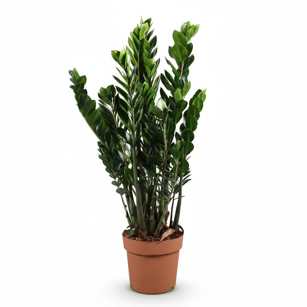 Zamioculcas zamiifolia (Plante ZZ) - Verdeia - 15