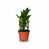 Zamioculcas zamiifolia (Planta ZZ) - Verdeia - 12