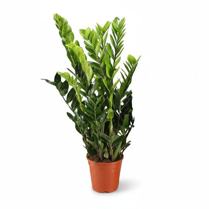 Zamioculcas zamiifolia (Plante ZZ) - Verdeia - 13