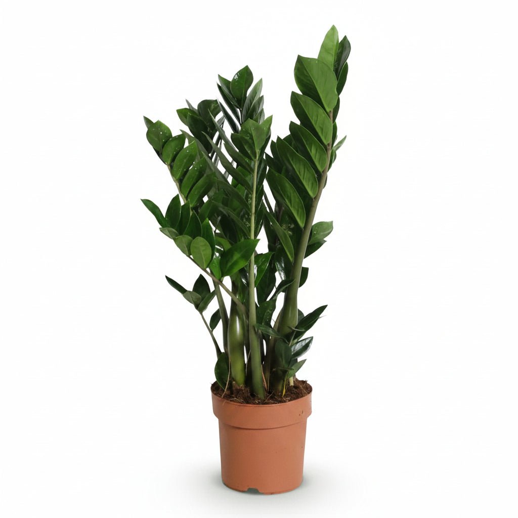 Zamioculcas zamiifolia (Plante ZZ) - Verdeia - 14